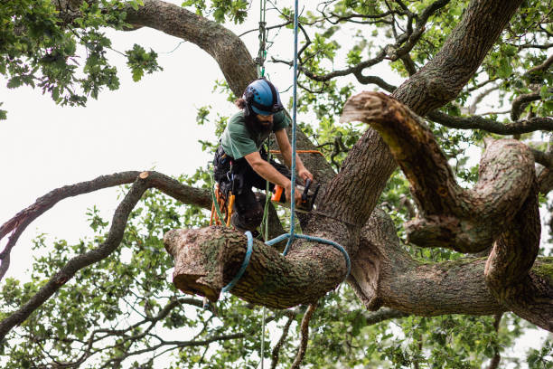 Best Mulching Services  in Bargaintown, NJ
