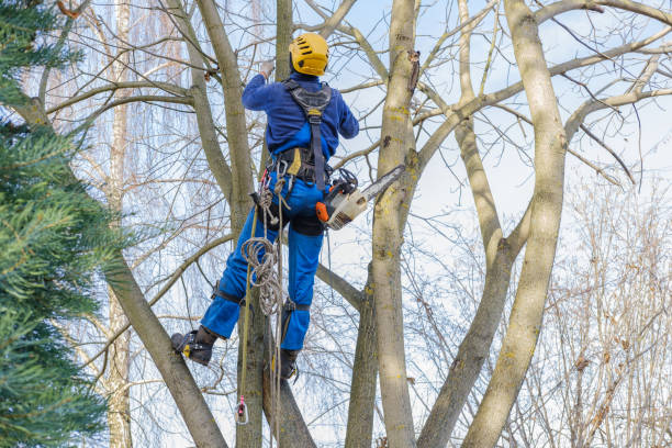 How Our Tree Care Process Works  in  Bargaintown, NJ