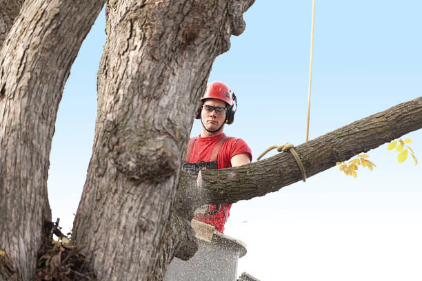Best Pest Control for Lawns  in Bargaintown, NJ